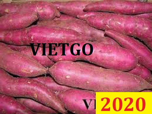 Cơ hội giao thương - Đơn hàng đặc biệt thường xuyên - Cơ hội xuất khẩu Khoai lang sang thị trường Dubai.