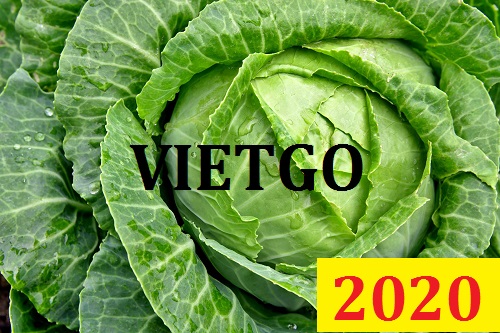 (MS) Cơ hội giao thương Đặc Biệt – Đơn hàng Cả Năm - Cơ hội xuất khẩu Cải Bắp sang thị trường Maldives