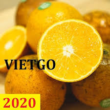 Cơ hội giao thương - Đơn hàng thường xuyên - Cơ hội xuất khẩu Cam ngọt sang thị trường Dubai.
