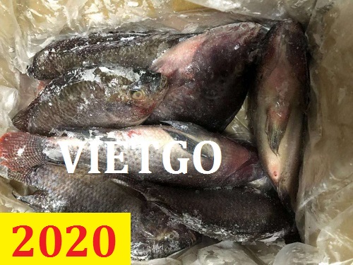 Cơ hội giao thương – Đơn hàng Cả Năm – Cơ hội xuất khẩu Cá rô phi đông lạnh cho thương nhân người Pháp