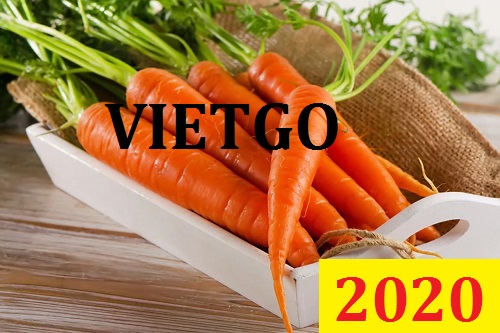 (MS) Cơ hội giao thương Đặc Biệt – Đơn hàng Cả Năm - Cơ hội xuất khẩu Cà Rốt sang thị trường Maldives