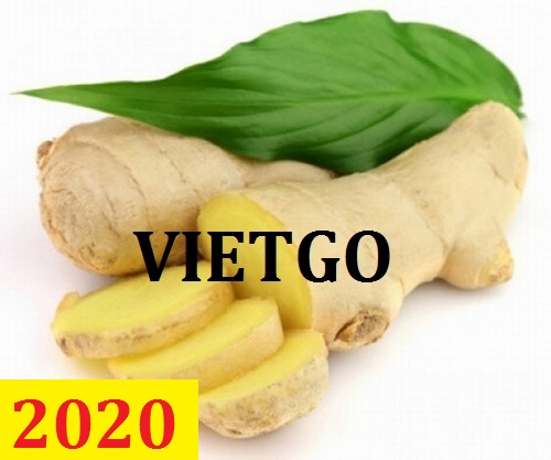 Cơ hội giao thương - Đơn hàng thường xuyên – Cơ hội xuất khẩu Gừng tươi sang thị trường Philippin.