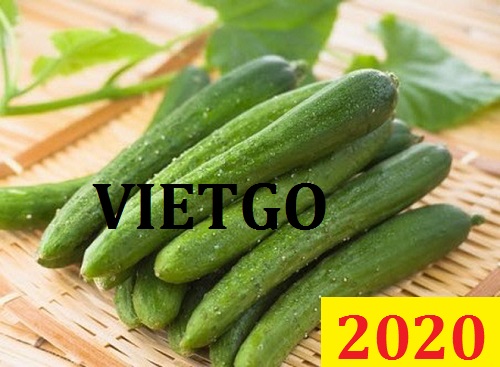 Cơ hội giao thương Đặc Biệt – Đơn hàng Cả Năm - Cơ hội xuất khẩu Dưa Leo sang thị trường Maldives