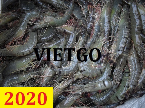 Cơ hội giao thương – Đơn hàng Cả Năm – Cơ hội xuất khẩu Tôm sú sang thị trường Trung Quốc