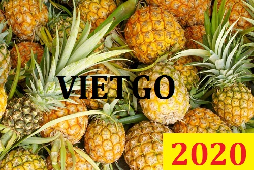 Cơ hội giao thương Đặc Biệt – Đơn hàng Cả Năm - Cơ hội xuất khẩu Quả Dứa sang thị trường Maldives