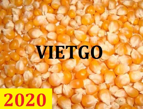 Cơ hội giao thương – Đơn hàng thường xuyên – Cơ hội xuất khẩu Ngô Vàng sang thị trường Iraq.
