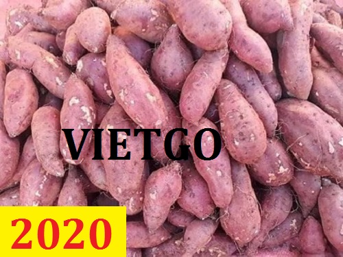 Cơ hội giao thương – Đơn hàng Cả Năm - Cơ hội xuất khẩu Khoai Lang sang thị trường Ả Rập