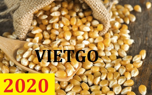 Cơ hội giao thương - Đơn hàng thường xuyên - Cơ hội xuất khẩu Ngô Vàng sang thị trường Ai Cập.