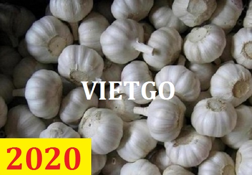 Cơ hội giao thương – Đơn hàng thường xuyên – Cơ hội xuất khẩu Tỏi trắng sang thị trường Iraq