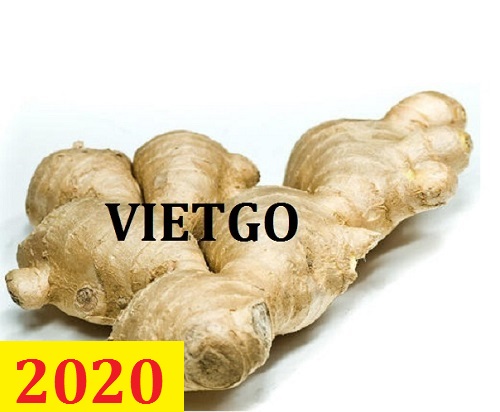 Cơ hội giao thương – Đơn hàng thường xuyên – Cơ hội xuất khẩu Gừng tươi sang thị trường Iraq.