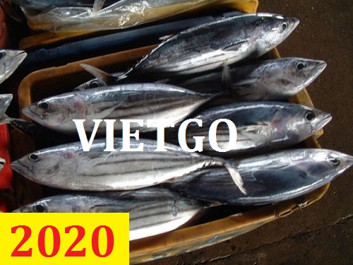 Cơ hội giao thương – Đơn hàng Cả Năm – Cơ hội xuất khẩu Cá ngừ vằn cho thương nhân người Ấn Độ