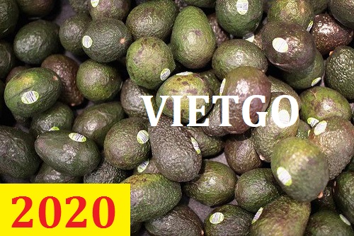 Cơ hội giao thương – Đơn hàng Cả Năm - Cơ hội xuất khẩu Quả Bơ sang thị trường Tây Ban Nha.