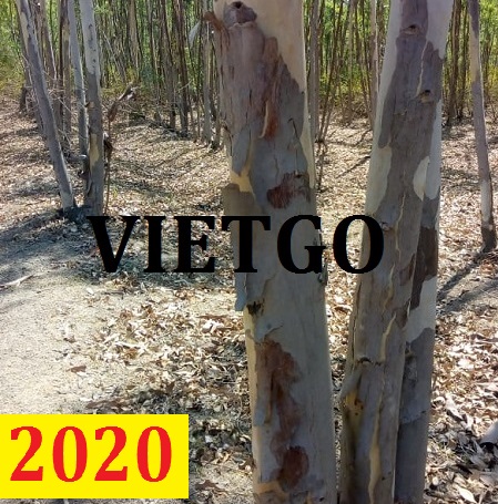 Cơ hội giao thương – Đơn hàng thường xuyên - Cơ hội xuất khẩu Gỗ bạch đàn tròn sang Ấn Độ