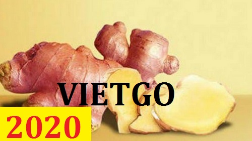 Cơ hội giao thương – Đơn hàng thường xuyên – Cơ hội xuất khẩu gừng đỏ sang thị trường Indonesia.