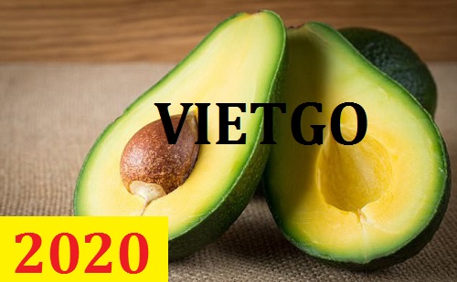 Cơ hội giao thương – Đơn hàng Thường Xuyên – Cơ hội xuất khẩu Quả Bơ sang thị trường Pakistan.