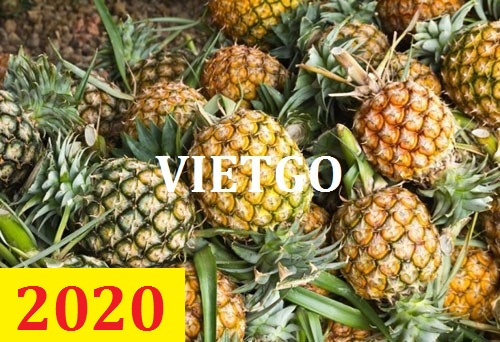 Cơ hội giao thương – Đơn hàng Thường Xuyên – Cơ hội xuất khẩu Quả Dứa sang thị trường Pakistan.
