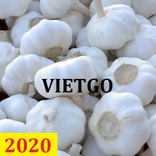 Cơ hội giao thương – Đơn hàng thường xuyên – Cơ hội xuất khẩu tỏi trắng sang thị trường Campuchia.