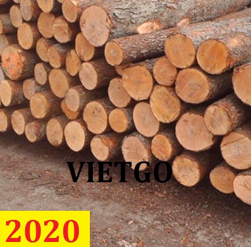 Cơ Hội Giao Thương - Đơn Hàng Thường Xuyên – Cơ Hội Xuất Khẩu Gỗ Thông Xẻ Sang Thị Trường Ấn Độ.