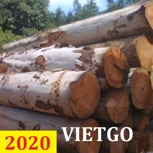 Cơ Hội Giao Thương - Đơn Hàng Thường Xuyên – Cơ Hội Xuất Khẩu Gỗ Bạch Đàn Tròn Sang Thị Trường Bahrain.
