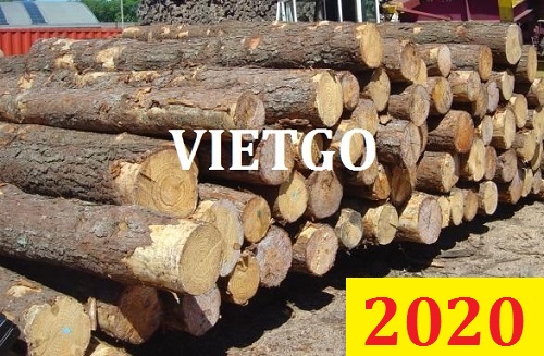 Cơ Hội Giao Thương Đặc Biệt - Đơn Hàng Thường Xuyên – Cơ Hội Xuất Khẩu Gỗ Teak Tròn Sang Thị Trường Ấn Độ.