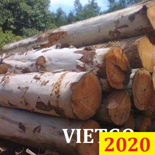 Cơ Hội Giao Thương Đặc Biệt - Đơn Hàng Thường Xuyên – Cơ Hội Xuất Khẩu Gỗ Bạch Đàn Tròn Sang Thị Trường Ấn Độ.