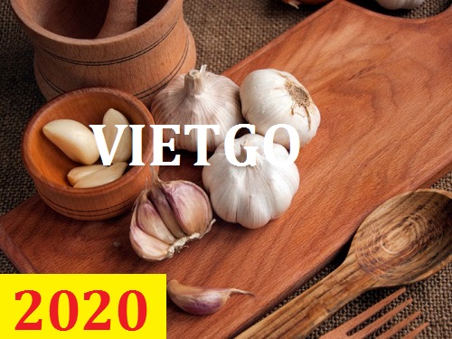 Cơ hội giao thương – Đơn hàng Cả Năm - Cơ hội xuất khẩu Tỏi Trắng sang thị trường Ấn Độ