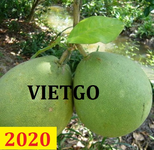 Cơ hội giao thương – Đơn hàng Cả Năm - Cơ hội xuất khẩu Bưởi sang thị trường Anh