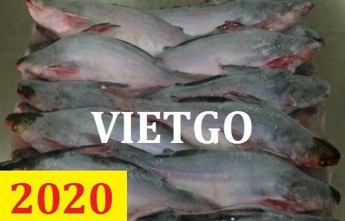 Cơ hội giao thương – Đơn hàng Cả Năm - Cơ hội xuất khẩu Cá Tra sang thị trường Brazil