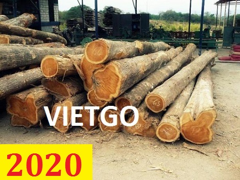 Cơ Hội Giao Thương - Đơn Hàng Thường Xuyên – Cơ Hội Xuất Khẩu Gỗ Teak Tròn Sang Thị Trường Ấn Độ.