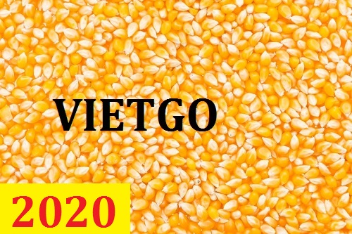 Cơ hội giao thương – Đơn hàng thường xuyên – Cơ hội xuất khẩu ngô sang thị trường Bangladesh.