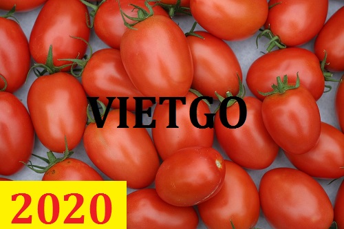 Cơ hội giao thương – Đơn hàng Cả Năm - Cơ hội xuất khẩu Cà Chua sang thị trường Campuchia
