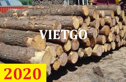 Cơ Hội Giao Thương - Đơn Hàng Thường Xuyên – Cơ Hội Xuất Khẩu Gỗ Thông Tròn Sang Thị Trường Ấn Độ.