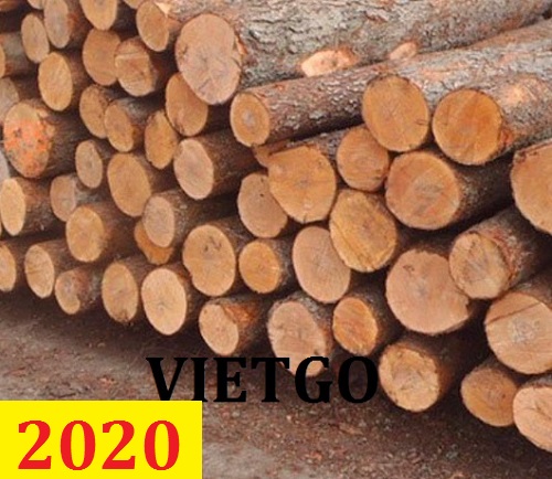 (Gấp) Cơ Hội Giao Thương - Đơn Hàng Thường Xuyên – Cơ Hội Xuất Khẩu Gỗ Thông Tròn Sang Thị Trường Ai Cập.