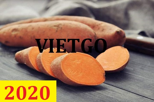 Cơ hội giao thương – Đơn hàng Cả Năm - Cơ hội xuất khẩu Khoai Lang sang thị trường Nga