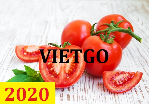 Cơ hội giao thương – Đơn hàng Cả Năm - Cơ hội xuất khẩu Cà Chua sang thị trường Ấn Độ