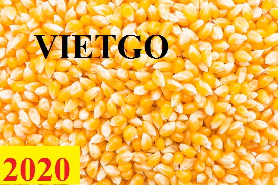 Cơ hội giao thương – Đơn hàng Cả Năm - Cơ hội xuất khẩu Ngô Hạt sang thị trường Campuchia