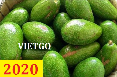 Cơ hội giao thương – Đơn hàng Cả Năm - Cơ hội xuất khẩu Bơ sang thị trường Anh