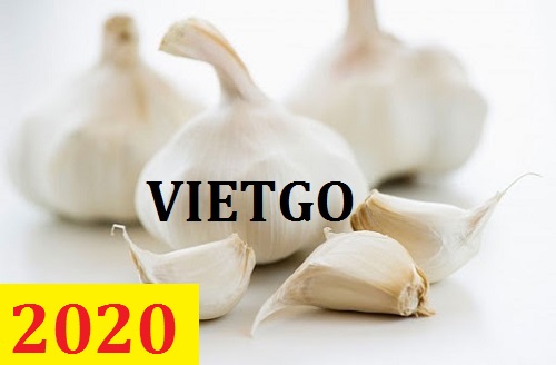 Cơ hội giao thương – Đơn hàng Cả Năm - Cơ hội xuất khẩu Tỏi trắng sang thị trường Anh