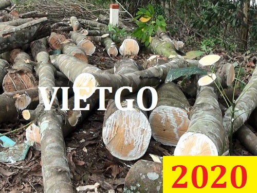 Cơ hội giao thương đặc biệt – Đơn hàng thường xuyên - Cơ hội xuất khẩu Gỗ cao su tròn sang Ấn Độ