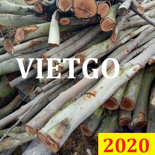 Cơ hội giao thương đặc biệt – Đơn hàng thường xuyên - Cơ hội xuất khẩu Gỗ bạch đàn tròn sang Ấn Độ