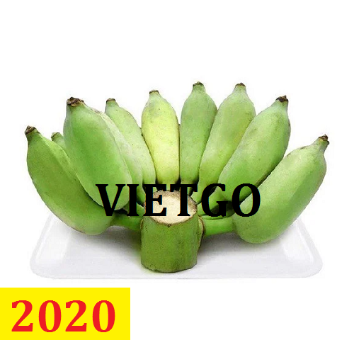 Cơ hội giao thương – Đơn hàng Cả Năm - Cơ hội xuất khẩu Chuối Sứ sang thị trường Thái Lan