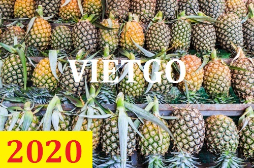 Cơ hội giao thương – Đơn hàng Thường Xuyên - Cơ hội xuất khẩu Quả Dứa sang thị trường HongKong