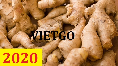 Cơ hội giao thương – Đơn hàng Thường Xuyên - Cơ hội xuất khẩu Gừng Tươi sang thị trường Mỹ