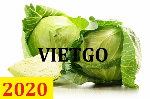 Cơ hội giao thương – Đơn hàng Thường Xuyên - Cơ hội xuất khẩu Cải Bắp sang thị trường Nhật Bản