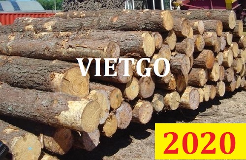 Cơ Hội Giao Thương Đặc Biệt - Đơn Hàng Thường Xuyên – Cơ Hội Xuất Khẩu Gỗ Thông Tròn Sang Thị Trường Ấn Độ.