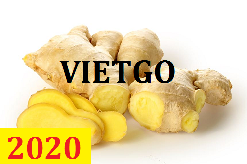 Cơ hội giao thương – Đơn hàng thường xuyên – Cơ hội xuất khẩu Gừng tươi sang thị trường Hà Lan.