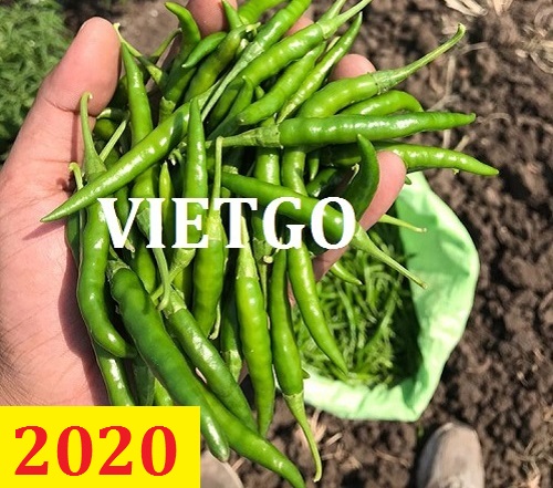 Cơ hội giao thương – Đơn hàng thường xuyên – Cơ hội xuất khẩu Ớt xanh sang thị trường Hà Lan.