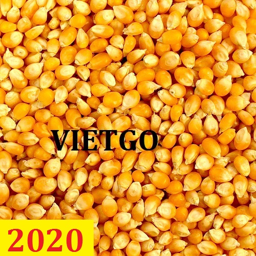 Cơ hội giao thương – Đơn hàng Thường Xuyên - Cơ hội xuất khẩu Ngô Hạt sang thị trường Lebanon