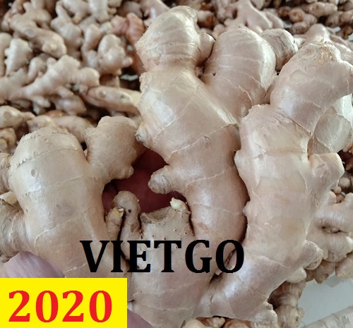 Cơ hội giao thương – Đơn hàng Cả Năm - Cơ hội xuất khẩu Gừng Tươi sang thị trường Bangladesh