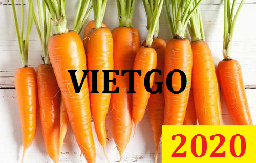 Cơ hội giao thương – Đơn hàng đặc biệt thường xuyên – Cơ hội xuất khẩu 1 container cà rốt sang thị trường Hy Lạp.